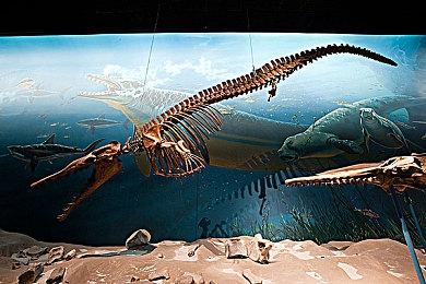 TikTok有更多竞争对手！马斯克想复活短视频鼻祖Vine