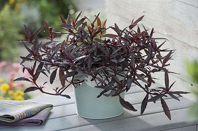 《足球经理2024》将于2023年11月7日隆重发布