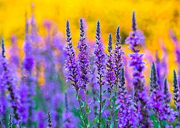 悬疑冒险解谜游戏《深红女仆》发布试玩版